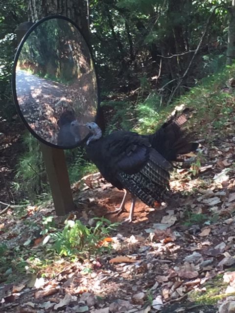 Phils Turkey
